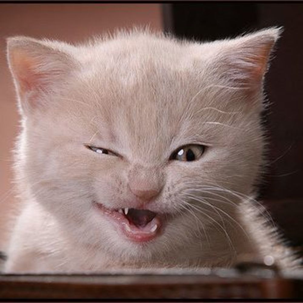 Meet your Posher, Lydia